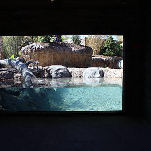 Land of the Tiger - Babirusa/Asian Small Clawed Otters Underwater Viewing