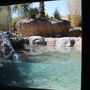 Land of the Tiger - Babirusa/Asian Small Clawed Otters Exhibit