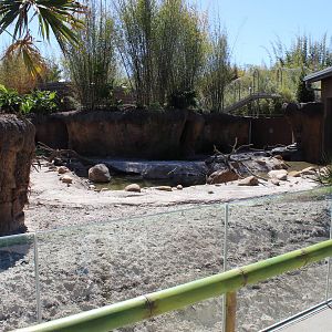 Land of the Tiger - Babirusa/Asian Small Clawed Otters Exhibit