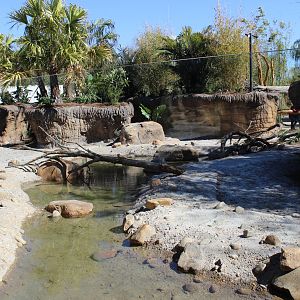 Land of the Tiger - Babirusa/Asian Small Clawed Otters Exhibit