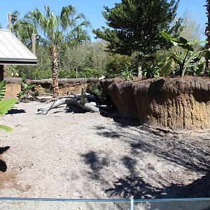 Land of the Tiger - Visayan Warty Pig Exhibit