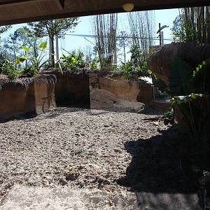 Land of the Tiger - Visayan Warty Pig Exhibit