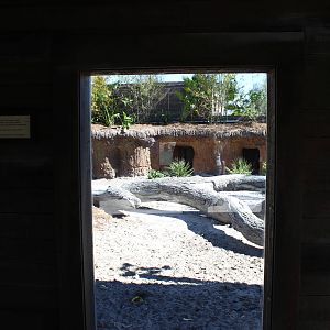 Land of the Tiger - Visayan Warty Pig Exhibit