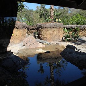 Land of the Tiger - Visayan Warty Pig Exhibit