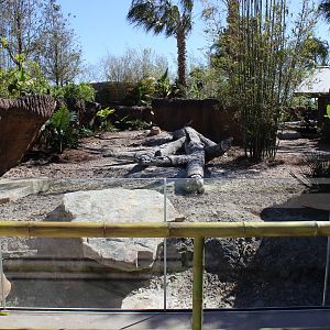Land of the Tiger - Visayan Warty Pig Exhibit