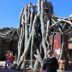 Land of the Tiger - Tiger Trails - Fig Tree