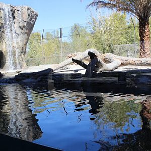 Land of the Tiger - Tiger Exhibit #1