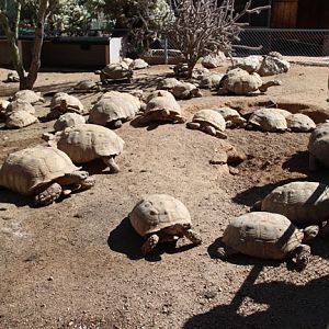 spurred tortoise yard
