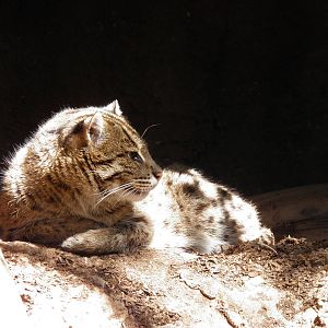 Fishing Cat relaxing