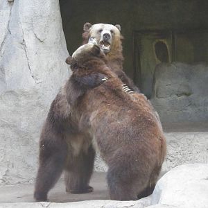 Bear Hugs!