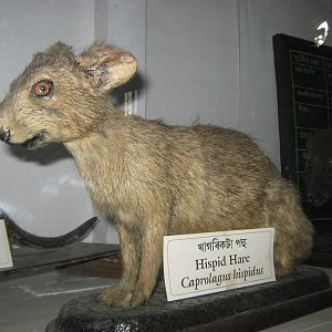 Hispid Hare (Caprolagus hispidus)