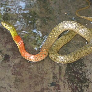red-necked keelback (Rhabophis subminiatus)