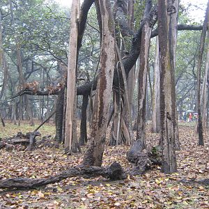 the Giant Banyan