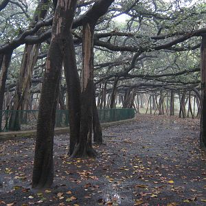 the Giant Banyan