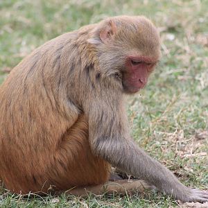 rhesus macaque (Macaca mulatta)