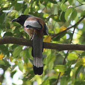 rufous treepie (Dendrocitta vagabunda)