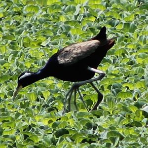 bronze-winged jacana (Metopidius indicus)
