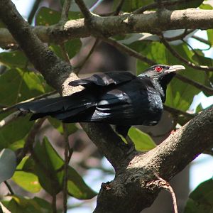 Asian koel (Eudynamys scolopaceus)