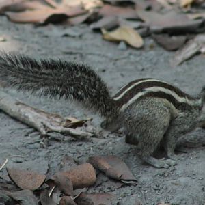 five-striped palm squirrel (Funambulus pennantii)
