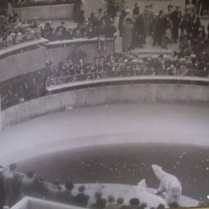 Historical Polar Bear Posters