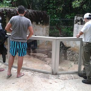 Coati enclosure