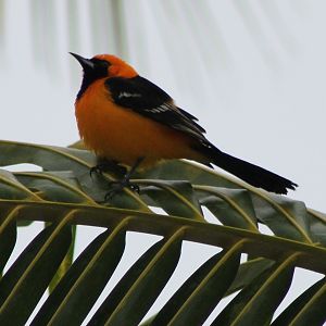 Oriole ID