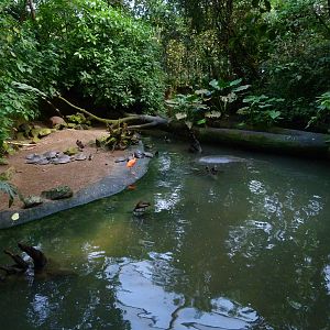 Mixed enclosure in Burgers' Bush