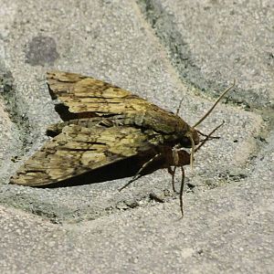 Moth species id