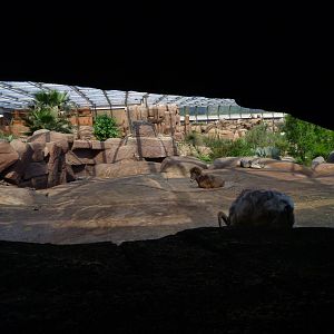 Bighorn sheep enclosure in Burgers' desert