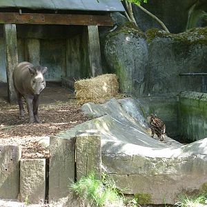 Young Brazilian tapir (may 2013)