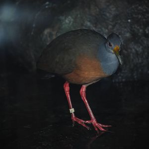 Grey-Necked Wood Rail