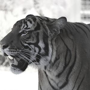 Malayan Tiger