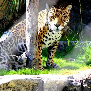 Mother and Son Jaguars