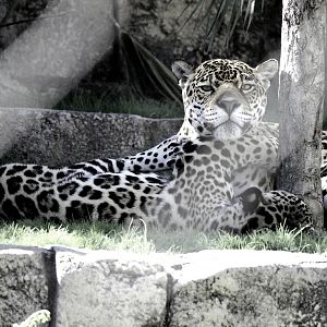 Mother and Son Jaguars