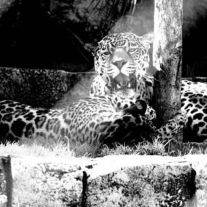 Mother and Son Jaguars