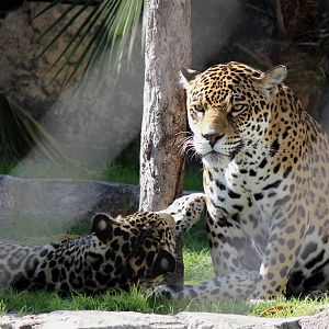 Mother and Son Jaguars