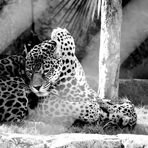 Mother and Son Jaguars