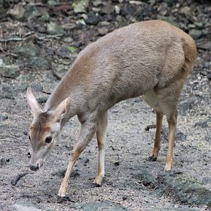 Yucatan brocket deer