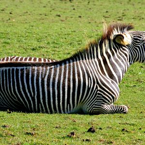 Grevy's zebra;Whipsnade; 15th March 2014