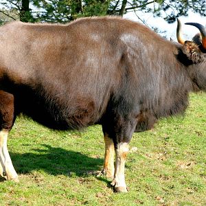 Gaur; Whipsnade; 15th March 2014
