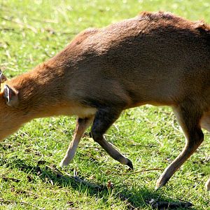 Reeves' muntjac; Whipsnade; 15th March 2014