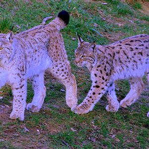 European lynx; Whipsnade; 15th March 2014