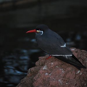 Inca Tern