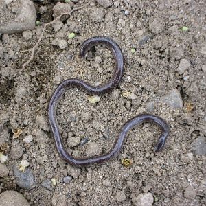 blind-snake (Typhlopidae)