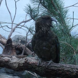 Kea