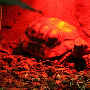 Yellow-footed tortoise
