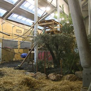 indoor Gorilla exhibit