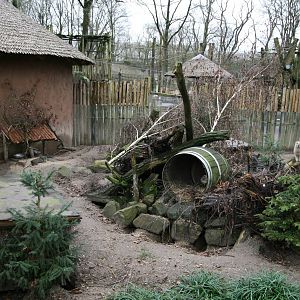 Yellow mongoose exhibit