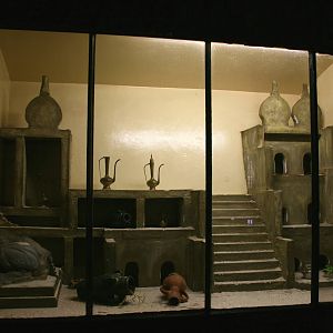 first Egyptian spiny mouse exhibit