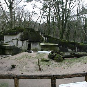 Indian crested porcupine exhibit